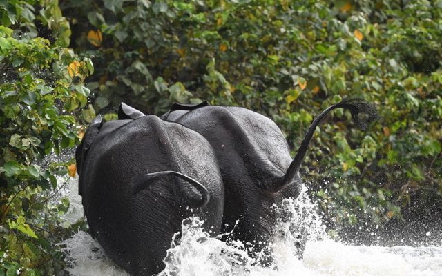 Le Gabon 1